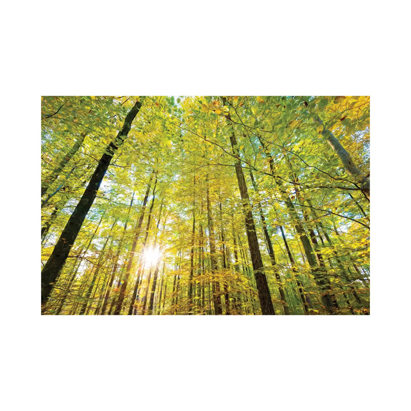 Low Angle View Of Sun Shining Through Trees, Baden-Württemberg, Germany by Panoramic Images - Wrapped Canvas Print