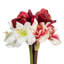 Amaryllis avec 4 fleurs artificielles-711769452