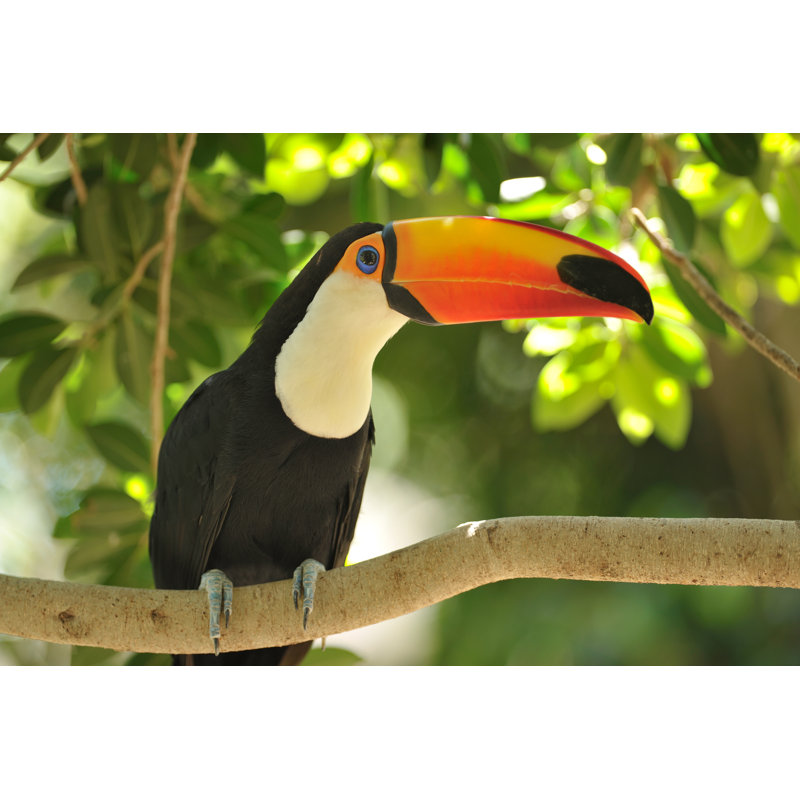 Toucan - Wrapped Canvas Print, 20cm H x 30cm W x 3.8cm D