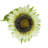 Sunflowers Arrangement