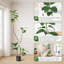 Ficus elastica artificiel Real Touch - Double tige, feuilles réalistes - Plante d'intérieur haute (180 cm) avec pot en résine et galets blancs - Bassin noir et pierres blanches