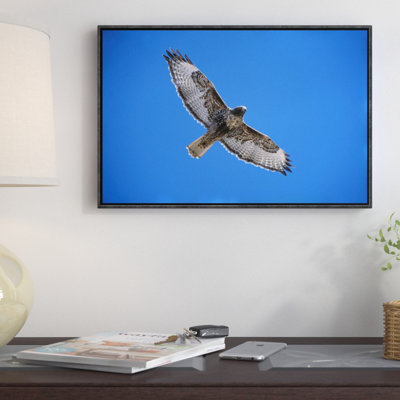 " Red-Tailed Hawk "