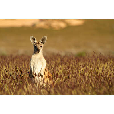 Marchie " Cute Kangaroo In Australian Outback " by Photogerson