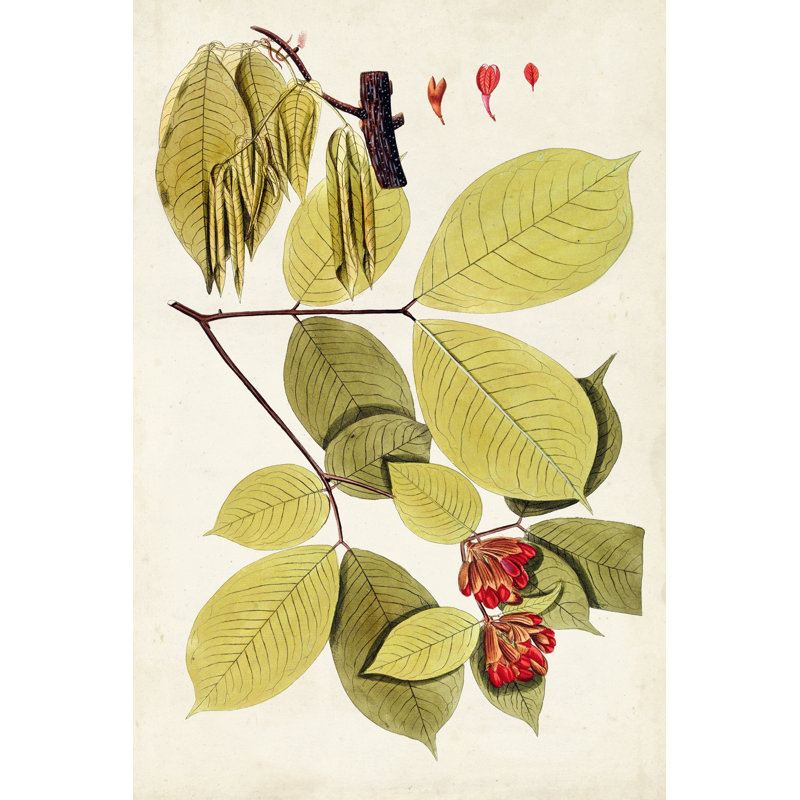 Leaf Varieties II by Vision Studio - Wrapped Canvas Print, 46cm H x 30cm W