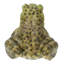 Grenouille américaine