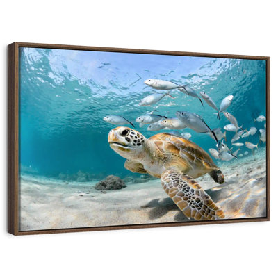 Curacao Fish And Turtle