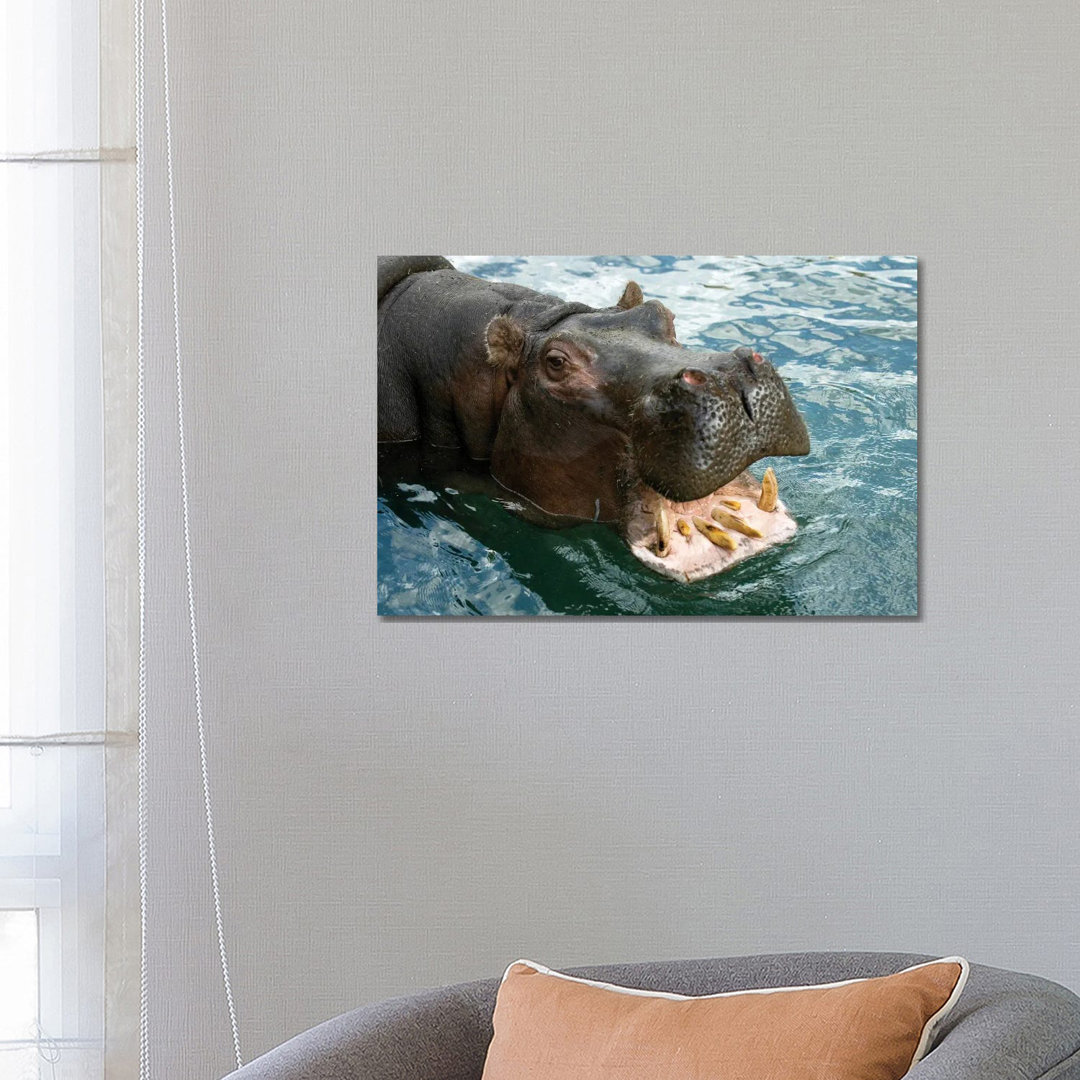 A Hippopotamus Bares Its Teeth At The Sedgwick County Zoo von Joel Sartore - Gallery-Wrapped Canvas Giclée on Canvas