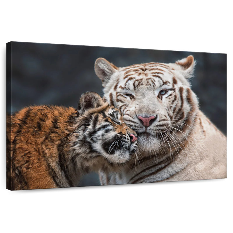 Tigre blanc et chaton Brampt, H 16 po x l 24 po
