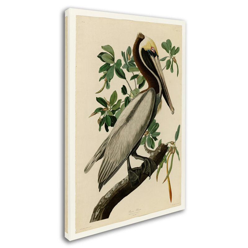 «Brown Pelicanplate 251» par John Audubon, reproduction sur toile tendue, H 32 po x l 22 po