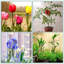 Paquet de 12 piquets de soutien pour plantes de 17 pouces, 4 tiges de soutien de jardin à tige simple de 4 mm d'épaisseur Amaryllis, 420 boucles de plantes, 12 inserts d'étiquettes, 20 attaches de câble