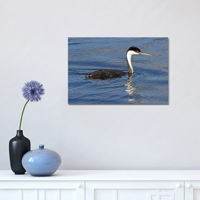 Western Grebe by Brian Wolf - Wrapped Canvas Print
