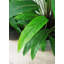 Faux calathea botanique au fini vert-1369256152