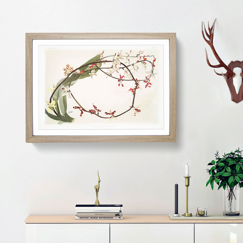 Magnolia Flowers Illustration Tab.71 by Frederick Sander - Picture Frame Art Print, Oak Framed, 48cm H x 65cm W x 2cm D