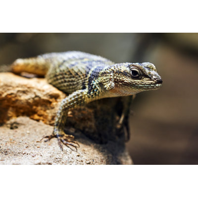 Reptile par Thomas Demarczyk