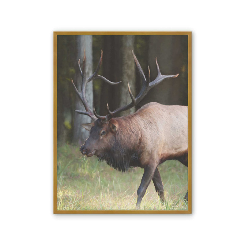 «Cherokee Elk I» par Lori Deiter, reproduction d'art, L 18 po x H 24 po, Doré, Impression encadrée