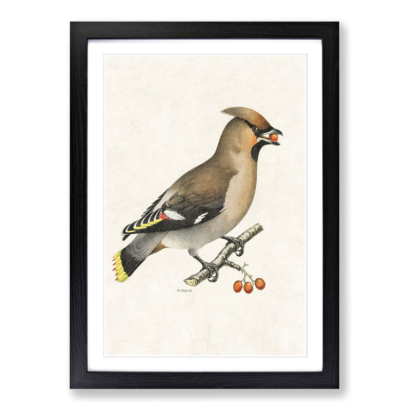 Bohemian Waxwing by Von Wright - Picture Frame Graphic Art Print, Black Framed, 48cm H x 36cm W x 2cm D