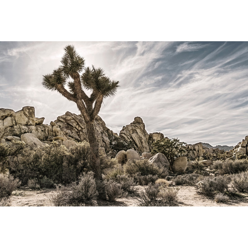 Views of Joshua Tree VIII by Rachel Perry - Photograph, 81cm H x 122cm W, Black Floater Framed