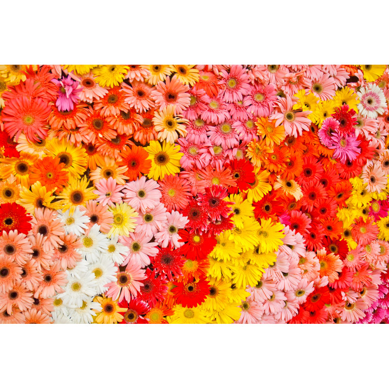 Arrangement Of Gerbera Daisy by Mistermong - Wrapped Canvas Print, 30cm H x 46cm W x 3.8cm D
