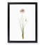 Autumn Onion Flowers by Pierre-Joseph Redoute - Framed Print-55457009-55457008