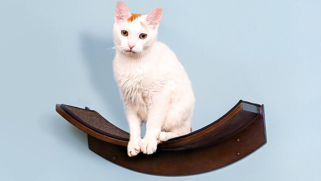 Create Modern Cat Furniture