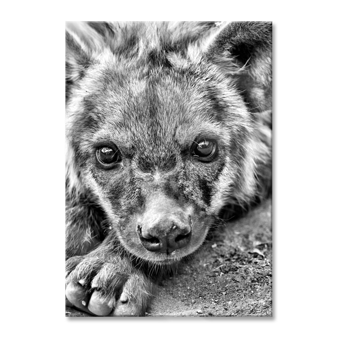 Ungerahmtes Foto auf Glas "Cute Hyena"