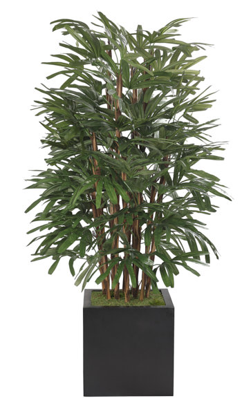Raphis Palm, Cube Planter Black, 42wx46dx6'h