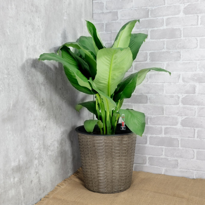 Shaian Pot Planter, Beige, 12.2" H x 13.4" W x 13.4" D