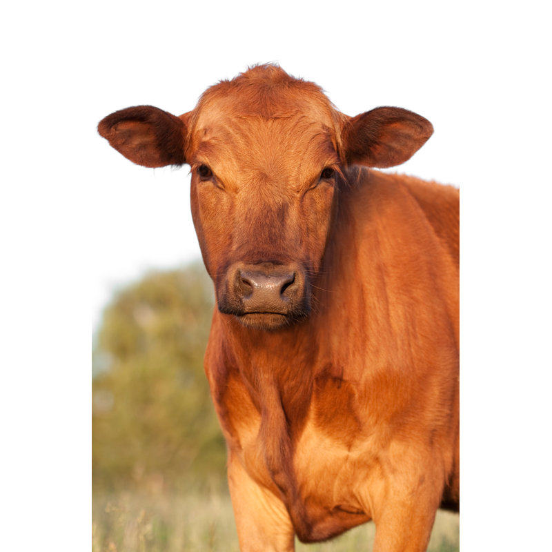 Red Angus Cow - Wrapped Canvas Print, 122cm H x 81cm W x 3.8cm D
