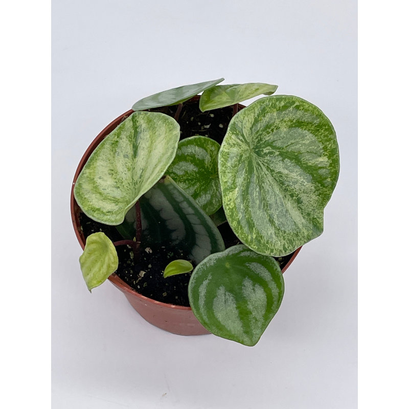 Watermelon Peperomia  4 Inch