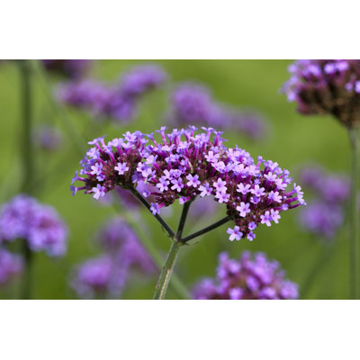 Tall Verbena by Ayimages