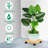 Deran Caddy Plant Stand-1871974375
