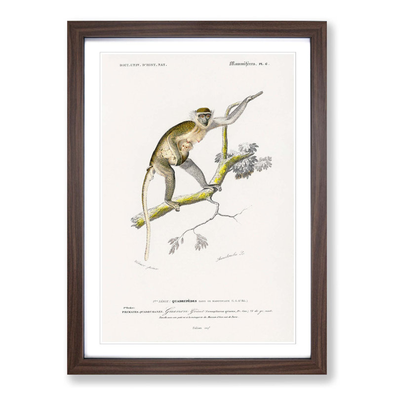 Grivet Monkey PL. 6 by Charles D'Orbigny - Picture Frame Painting Print, Walnut Framed, 65cm H x 48cm W x 2cm D