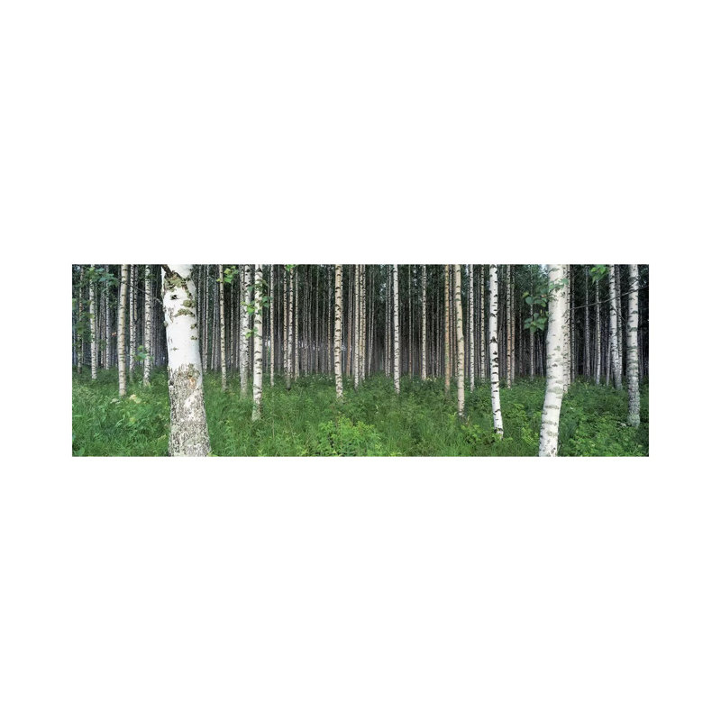 Birch Forest, Punkaharju, Finland - Wrapped Canvas Panoramic Print, 182.88 cm H x 60.96 cm W