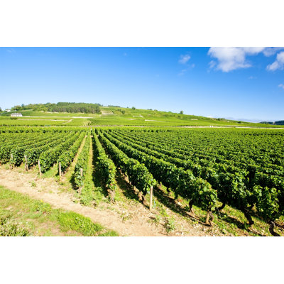 Vineyards In Burgundy - Wrapped Canvas Print