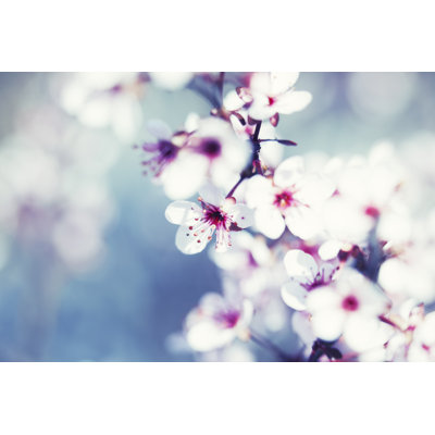 Blooming Cherry Tree - Wrapped Canvas Print