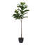 Figuier en pot