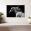 Cheval arabe Brampt-106051564