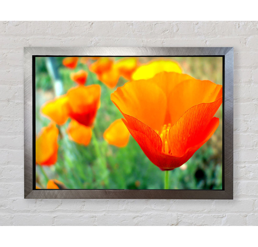 California Poppies Orange - Einzelne Bilderrahmen Kunstdrucke