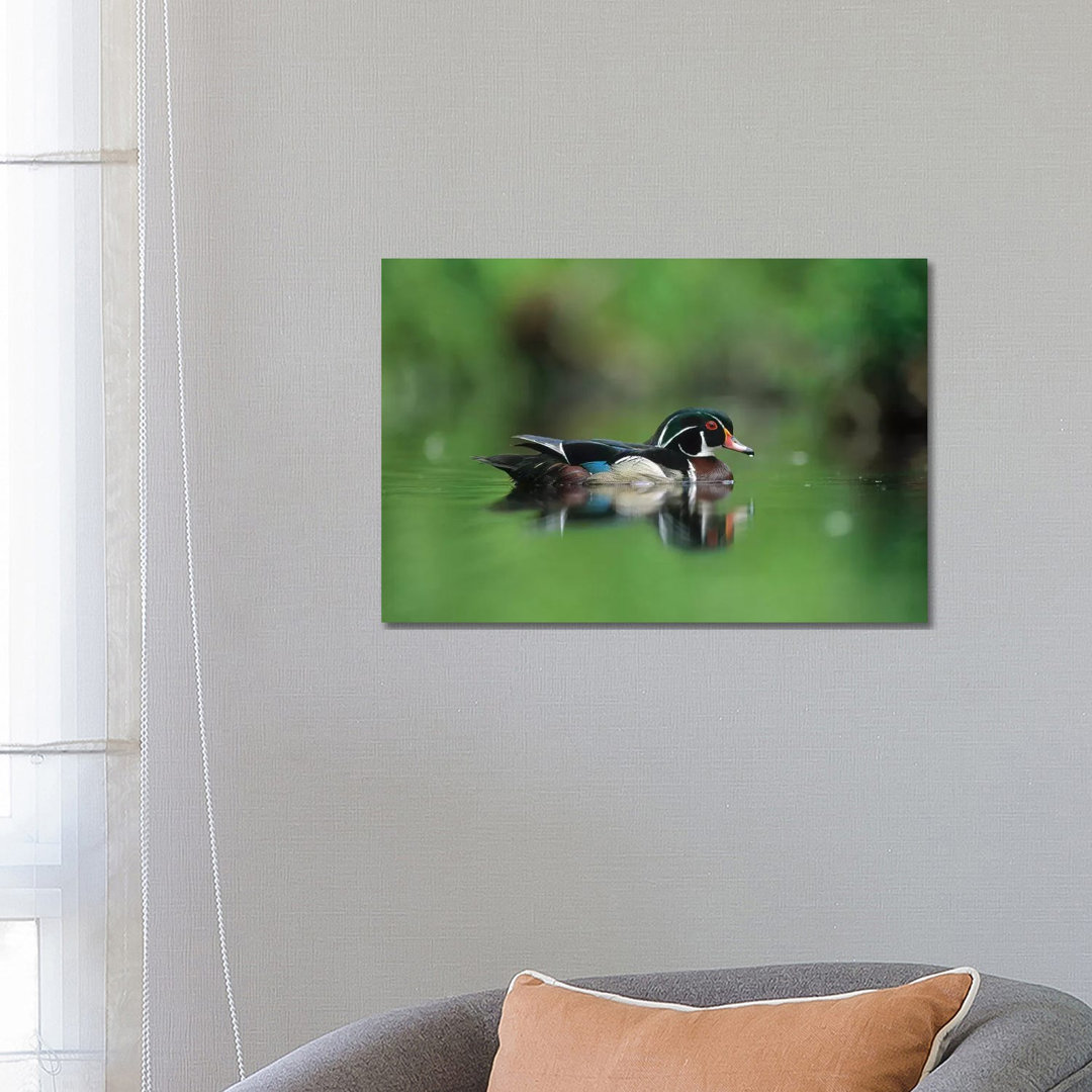 Wood Duck Male Portrait, British Columbia, Canada von Tim Fitzharris - Galerie-verpackte Leinwand Giclée auf Leinwand