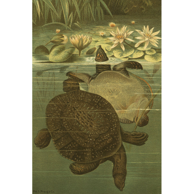 Tortues d'étang, H 12 po x l 8 po x P 1 po