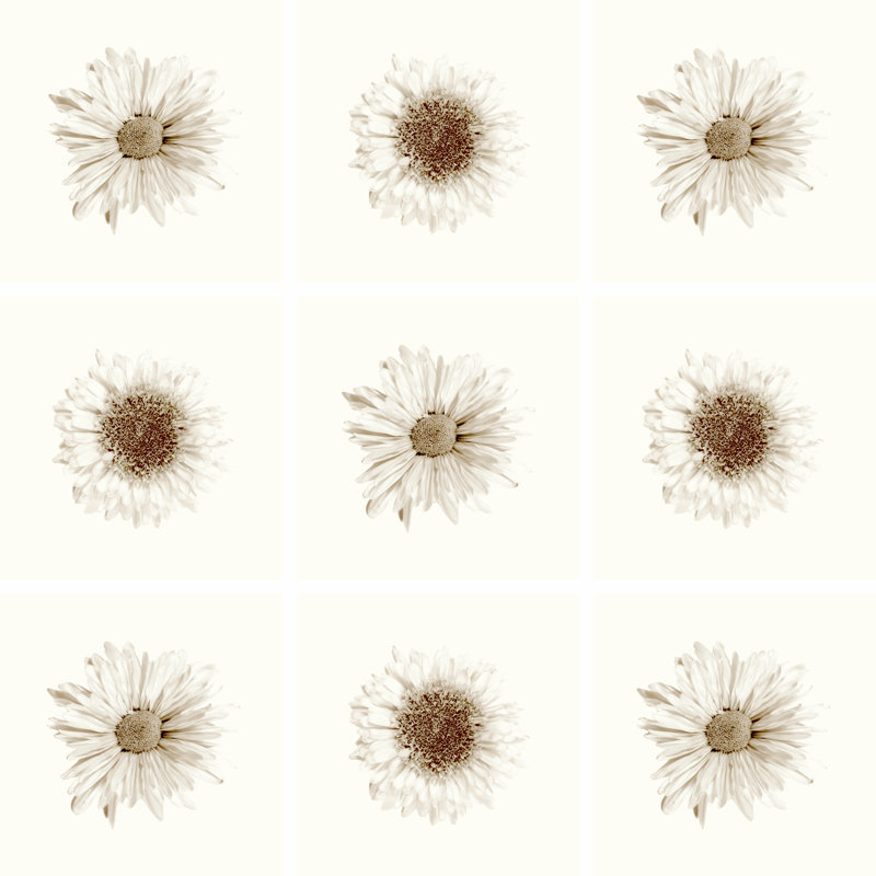 Neutral Bouquet by Jason Johnson - Wrapped Canvas Print, 51cm H x 51cm W