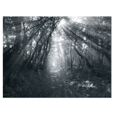" Sun Rays Through Gray Trees "