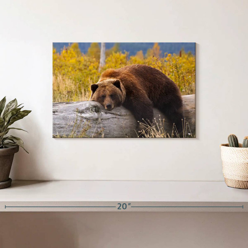 Ours grizzly au repos Brampt, H 8 po x l 12 po