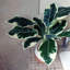 40cm Faux Plant in Planter