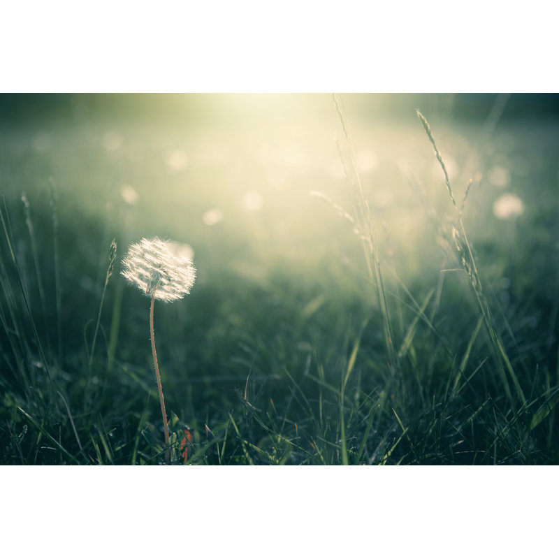 Forest Meadow by Olga_Gavrilova - Wrapped Canvas Print, 20cm H x 30cm W