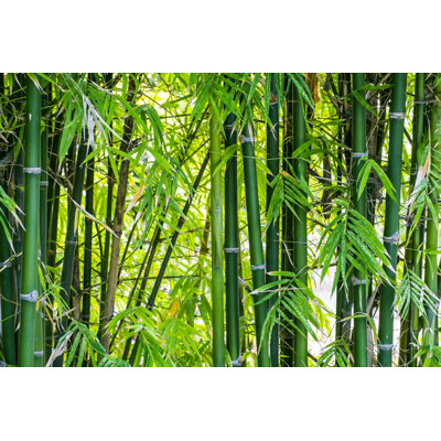 " Bamboo Forest Background "