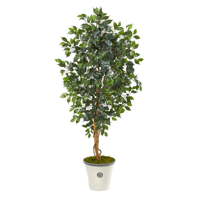 Fleur De Lis Living 65'' Faux Ficus Tree in Planter & Reviews | Wayfair