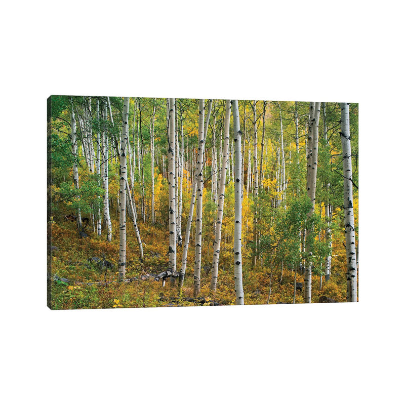 Quaking Aspen Forest, Colorado I by Tim Fitzharris - Wrapped Canvas Print, 66.04 cm H x 45.72 cm W x 1.91 cm D