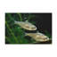 X-ray Fish Couple-1672159082