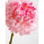 Fiori Chrysanthemum Arrangement